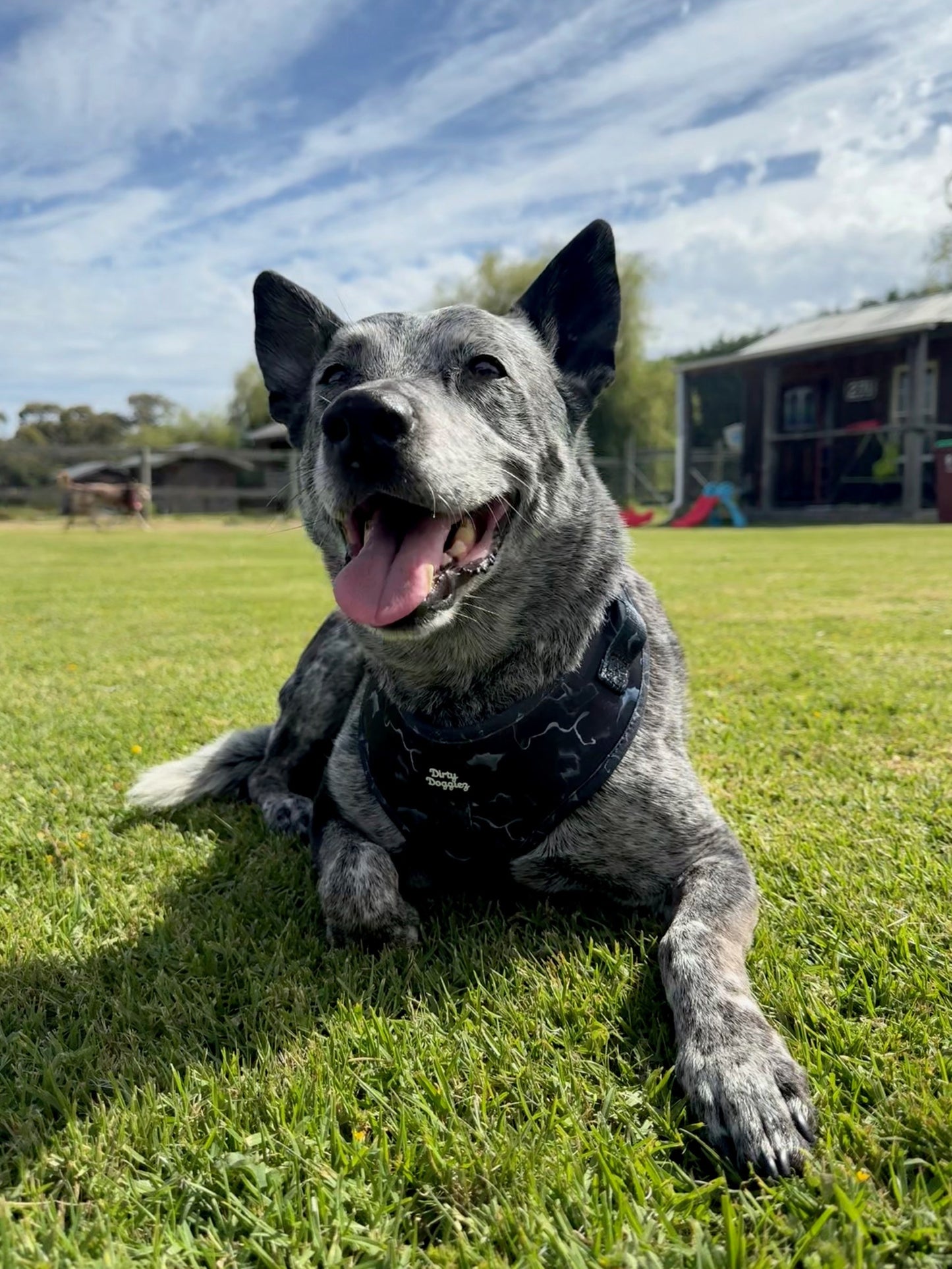 Black Marble: Adjustable Dog Harness