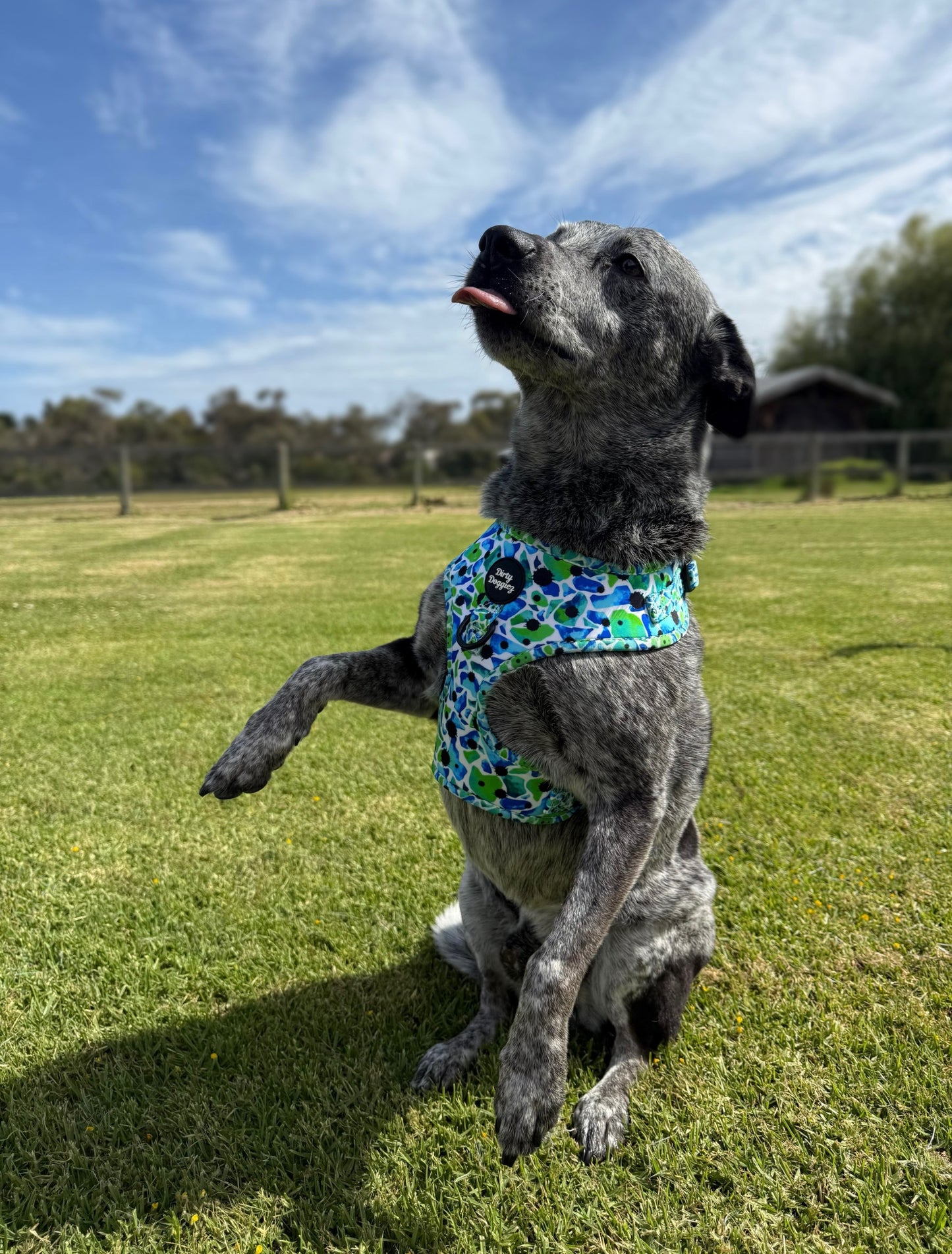 Scattered Green: Adjustable Dog Harness