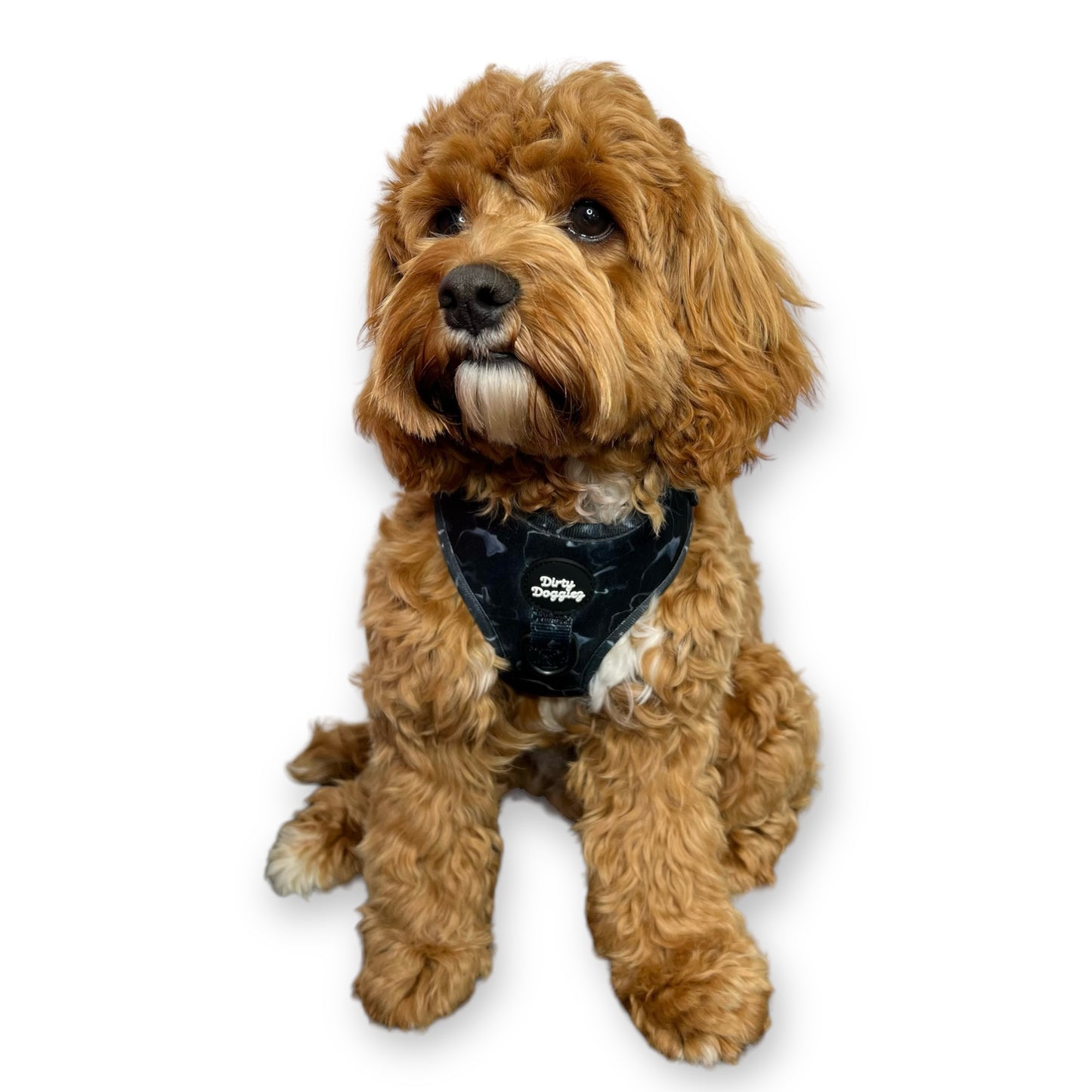 Black Marble: Adjustable Dog Harness