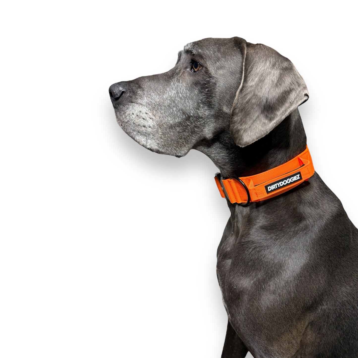 Tactical Collar - Orange