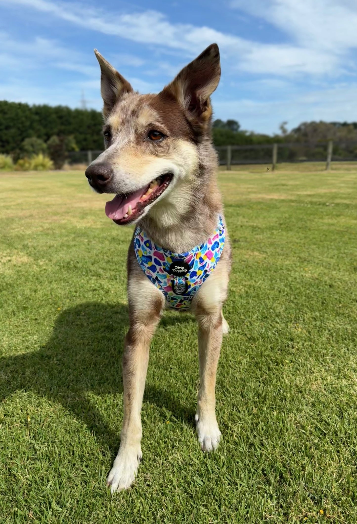Scattered Bright: Adjustable Dog Harness